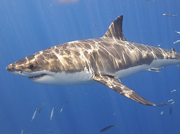 Great White Shark