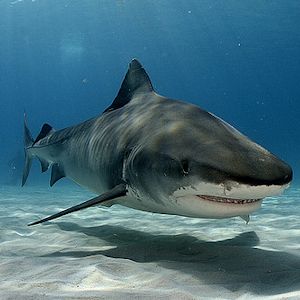 Great White Shark